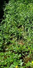 Hygrophila