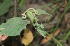 Calligrapha pantherina