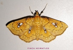 Cacographis osteolalis