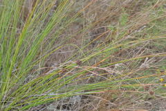 Scirpoides holoschoenus