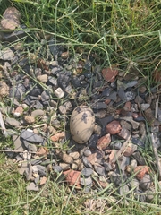 Haematopus ostralegus