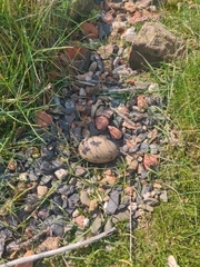 Haematopus ostralegus