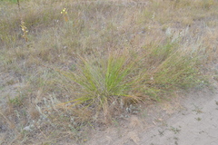 Scirpoides holoschoenus