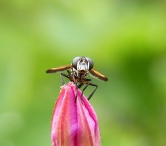 Galactomyia