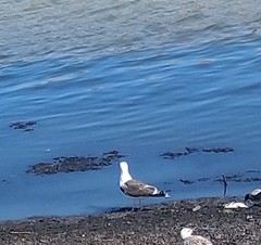 Larus marinus