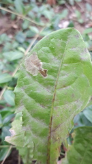 Liriomyza taraxaci