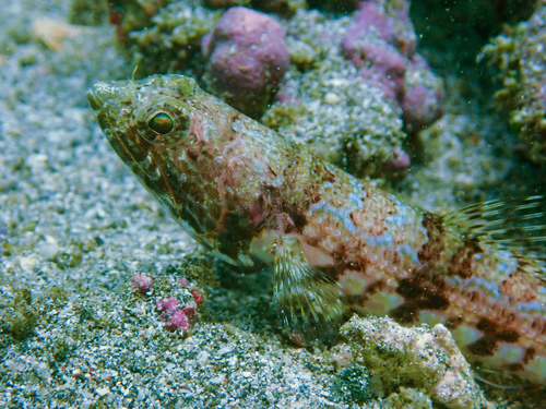 Sauro Lizardfish