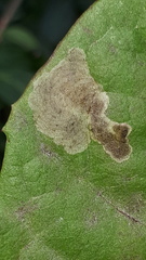 Liriomyza taraxaci