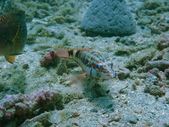 Serranus psittacinus
