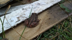 Pelobates vespertinus