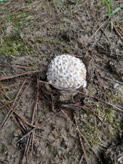 Calvatia sculpta