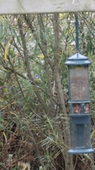 Cyanistes caeruleus