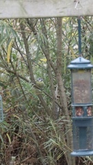 Cyanistes caeruleus