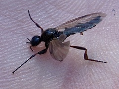 Bibio atripilosus