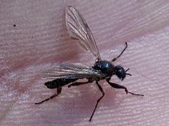 Bibio atripilosus