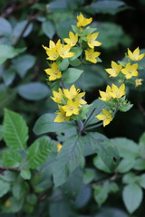 Lysimachia verticillaris