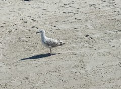 Larus argentatus