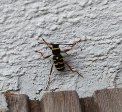 Clytus arietis