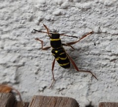 Clytus arietis