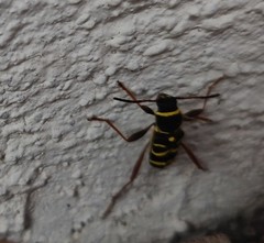 Clytus arietis