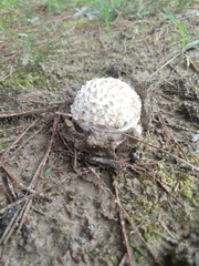 Calvatia sculpta