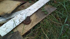 Pelobates vespertinus