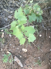 Vitis acerifolia