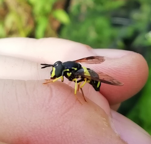 two-banded wasp hoverfly
