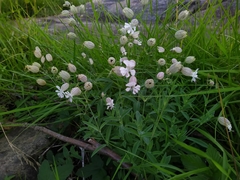 Silene uniflora