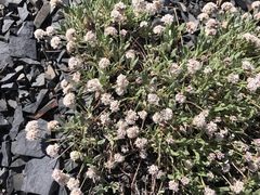 Eriogonum coloradense