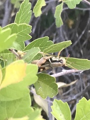 Melanoplus glaucipes