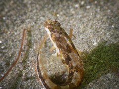 Neoclinus uninotatus