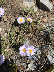 Erigeron leiomerus