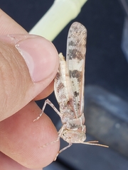 Dissosteira spurcata