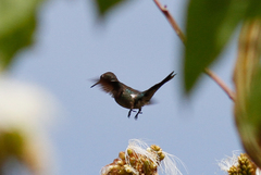 Calliphlox amethystina