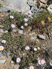 Erigeron leiomerus