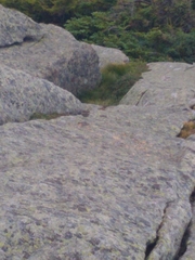 Zonotrichia albicollis