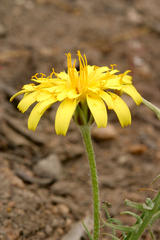 Agoseris parviflora
