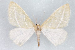 Synchlora bistriaria