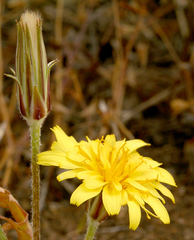 Agoseris parviflora