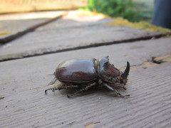 Oryctes nasicornis