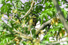 Pheucticus melanocephalus