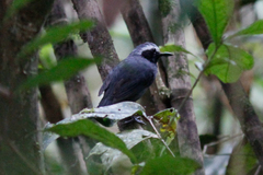 Myrmoborus leucophrys