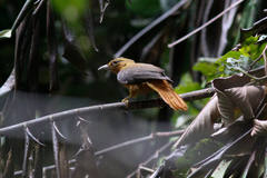 Cinnamon-Rumped Foliage-Gleaner photo 2
