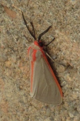 Pygarctia spraguei