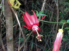 Coccinea