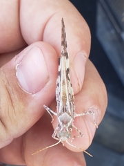 Dissosteira spurcata