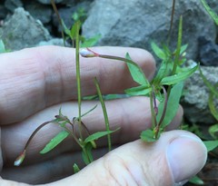 Epilobium hallianum