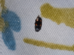 Glischrochilus hortensis