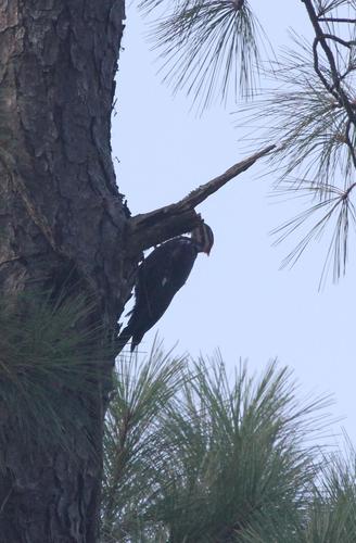 Pileated Woodpecker photographed in Mississippi